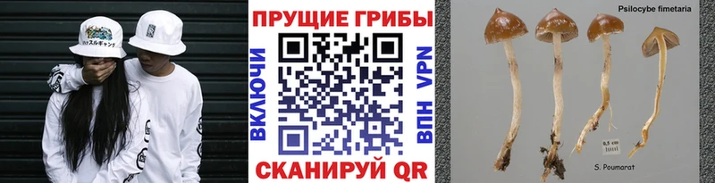 Галлюциногенные грибы Psilocybine cubensis  Трубчевск 